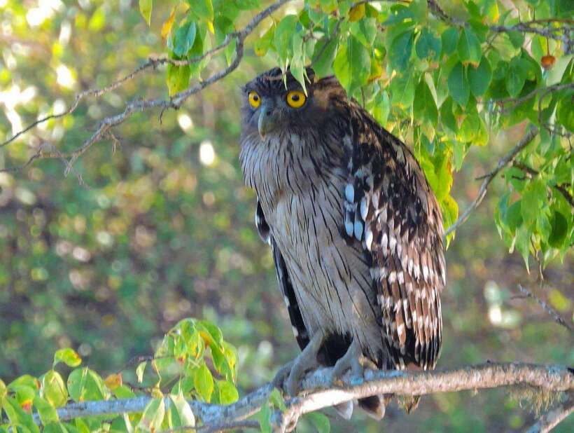 Yala National Park: 7 hour & 12 hour Leopard Safari Tours - Who should choose this Yala safari?