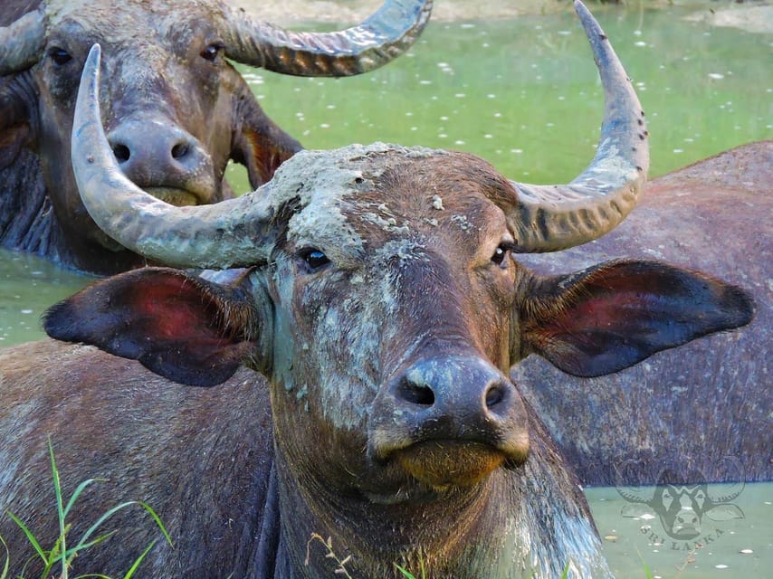 Yala National Park: 7 hour & 12 hour Leopard Safari Tours - Wildlife you may see besides the big cat