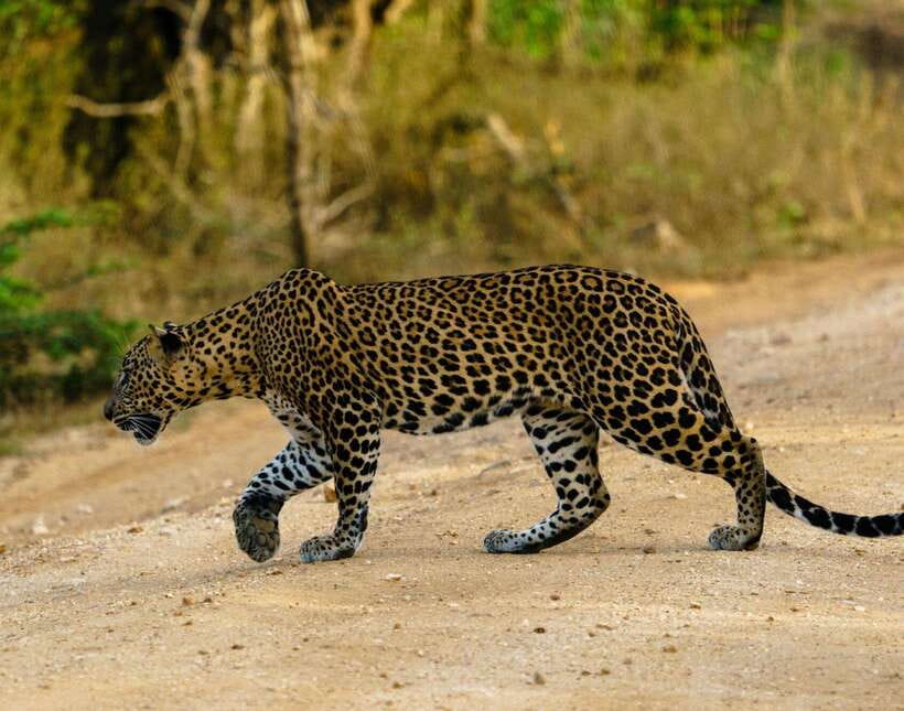 Yala National Park: 7 hour & 12 hour Leopard Safari Tours - Jeep comfort, group size, and road conditions
