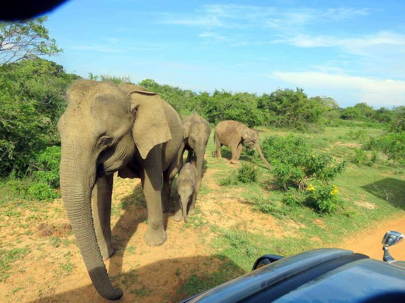 Yala National Park: 7 hour & 12 hour Leopard Safari Tours - Meals, communication, and service