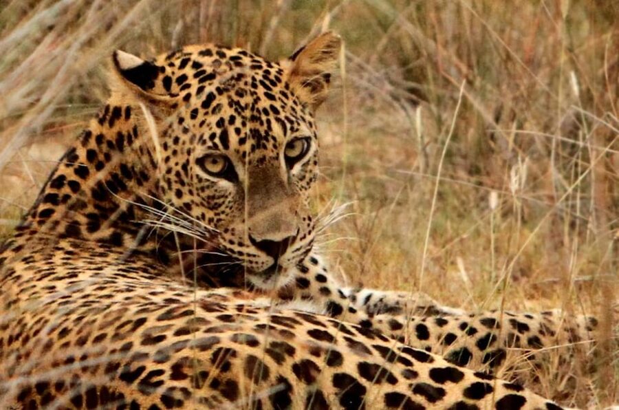Yala National Park: 7 hours or 12 hours Leopard Wild Safari - Crowds, jeeps, and the price question