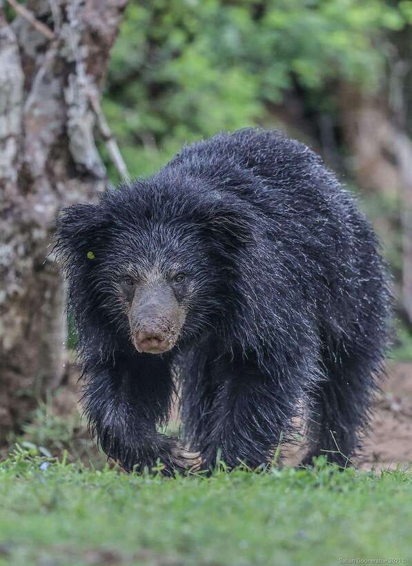 Yala National Park: 7 hours or 12 hours Leopard Wild Safari - Comfort inside the customized 4x4 jeep