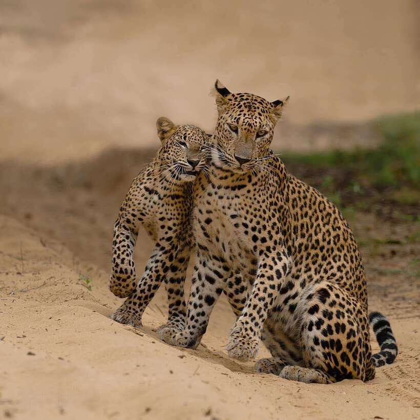 Yala National Park: 7 hours or 12 hours Leopard Wild Safari - What the guide can and cannot control