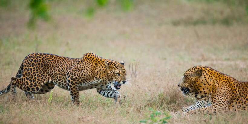 Yala National Park: All Inclusive Full-Day Safari with Lunch - Key things to know before booking