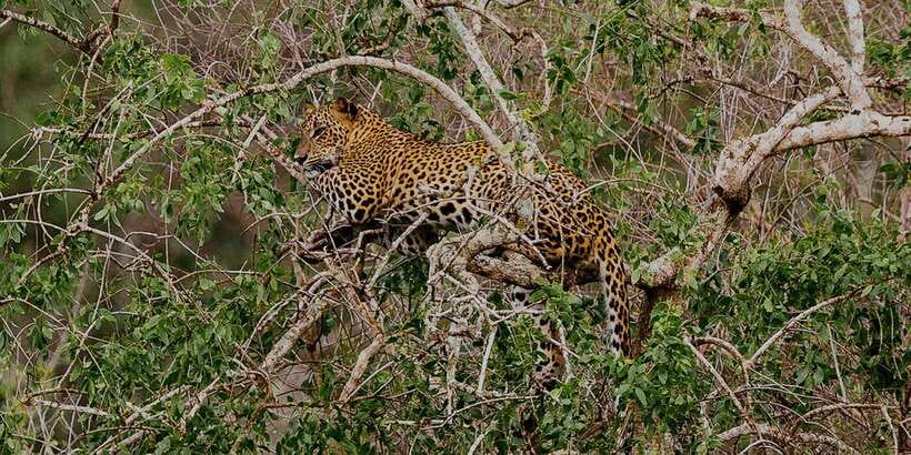 Yala National Park: All Inclusive Full-Day Safari with Lunch - Entering the park and finding the first animals