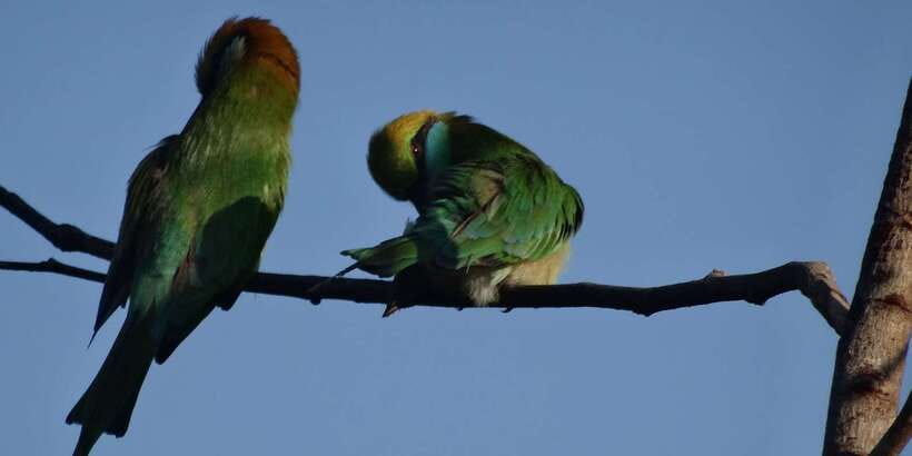 Yala National Park: All Inclusive Full-Day Safari with Lunch - Picnic lunch beside the beach