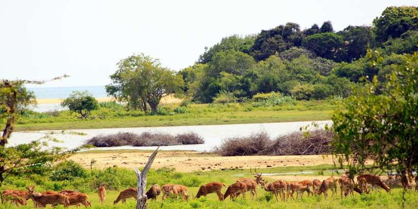 Yala National Park: All Inclusive Full-Day Safari with Lunch - What the $145 price really covers