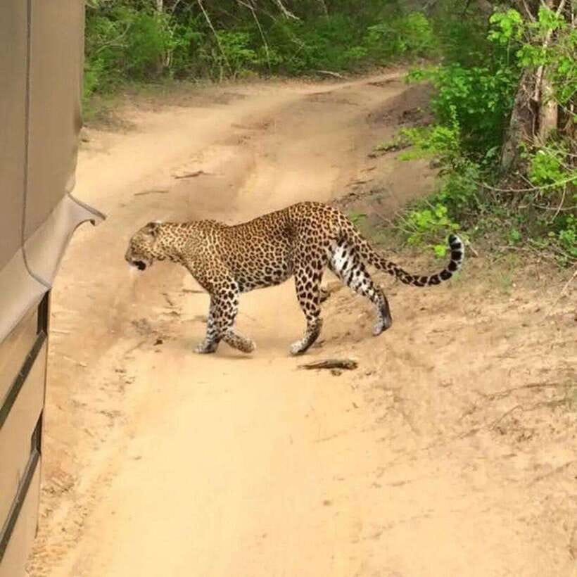 Yala National Park: All Inclusive Private Safari Day Trip - Key points before you book