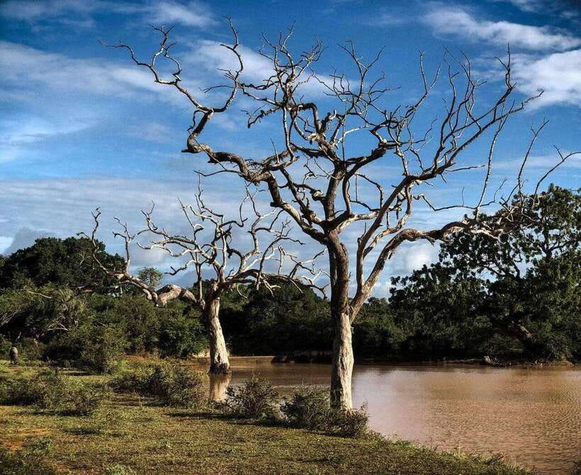 Yala National Park: All Inclusive Private Safari Day Trip - Why Yala is worth the long day