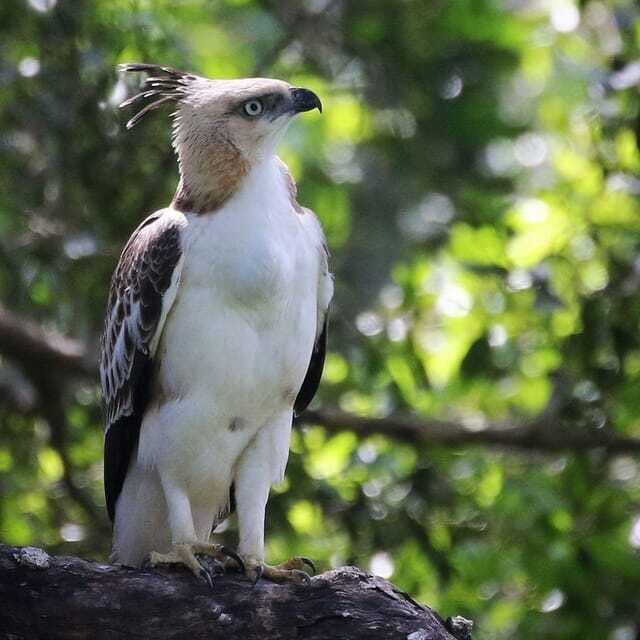 Yala National Park: All Inclusive Private Safari Day Trip - Lunch, breakfast, and the all-inclusive question