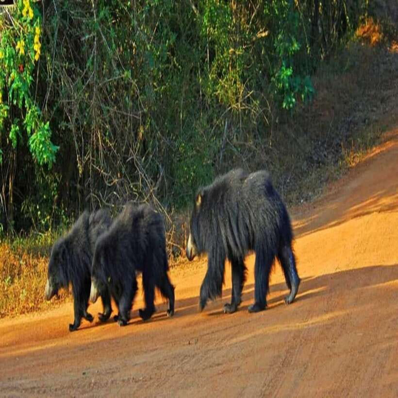 Yala National Park: All Inclusive Private Safari Day Trip - Morning or later safari?