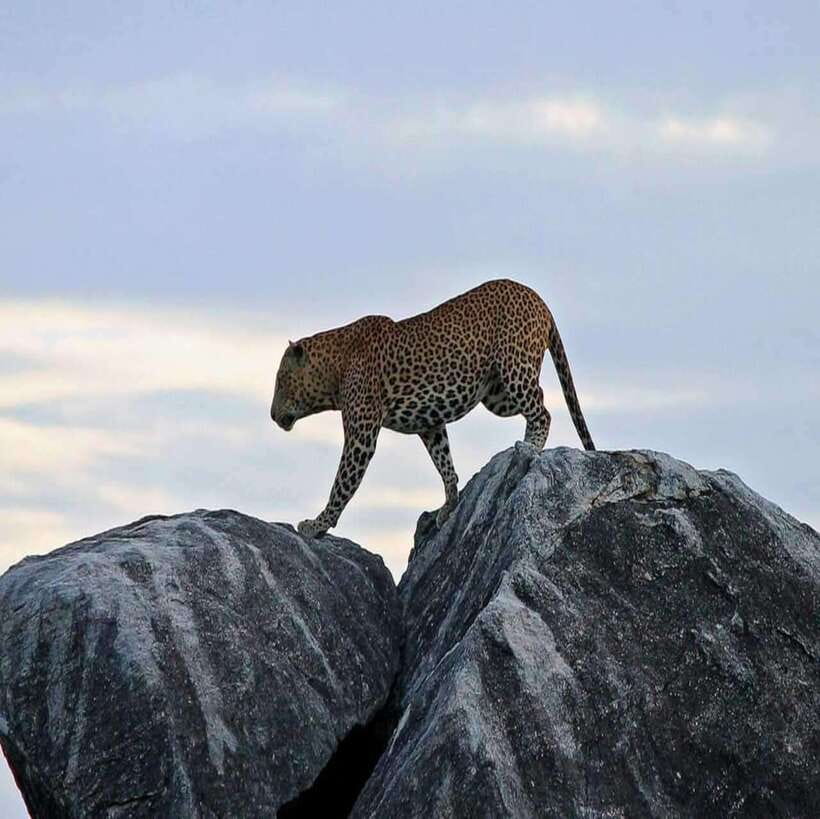 Yala National Park: All Inclusive Private Safari Day Trip - Who will enjoy this safari most?