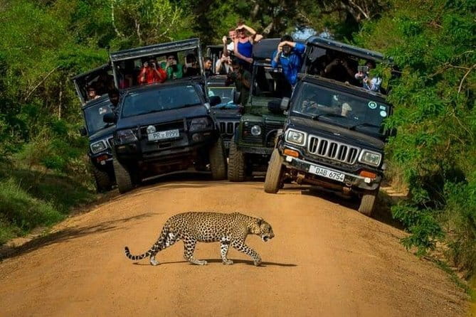 Yala National Park (Day Tour) - Why Yala is the reason to consider this tour