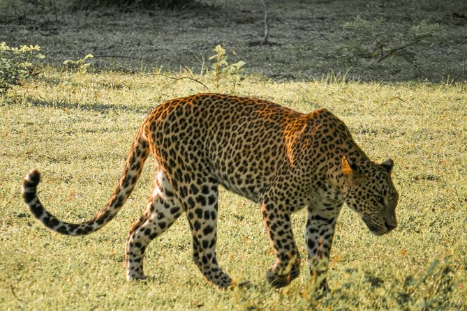 Yala National Park Entrance Ticket with Private Safari - Key points before you book