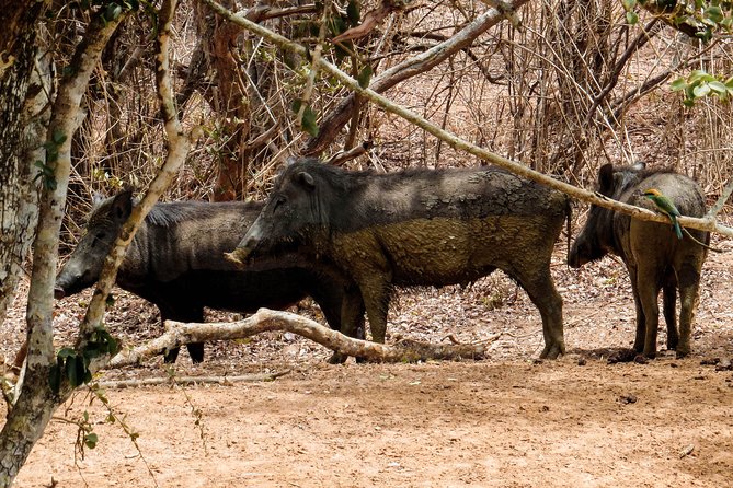 Yala National Park Entrance Ticket with Private Safari - What you are really buying at Yala