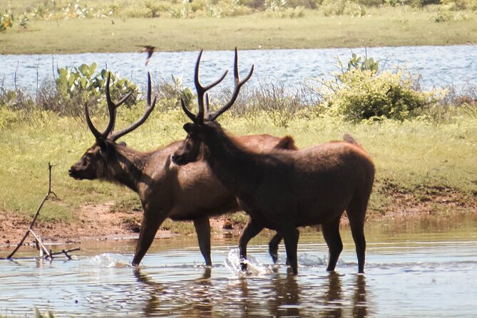 Yala National Park Entrance Ticket with Private Safari - The story behind Yala’s protected status
