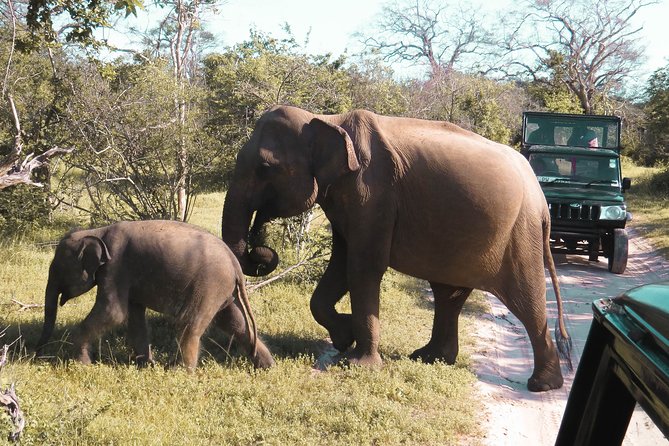 Yala National Park Entrance Ticket with Private Safari - Is the $47 price good value?