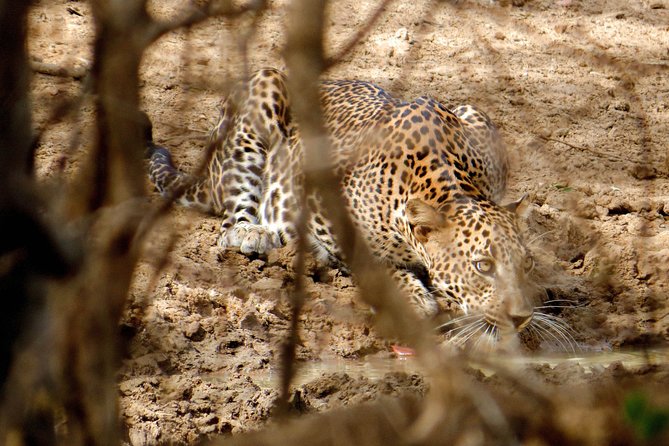 Yala National Park Entrance Ticket with Private Safari - Who will enjoy this safari most?