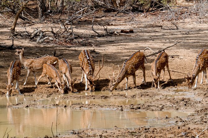 Yala National Park Entrance Ticket with Private Safari - Inside Yala National Park with a six-seat Jeep