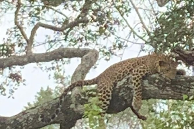 Yala National Park Full-Day Jeep Safari with Lunch - A Licensed Guide Adds Meaning to the Animal Search
