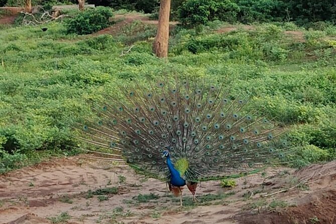 Yala National Park Full-Day Jeep Safari with Lunch - Who Will Enjoy This Yala Safari Most?