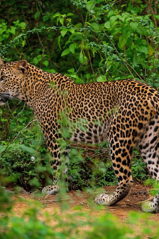 Yala National Park : Full Day Safari(04:30-18:00) - Should you book it?