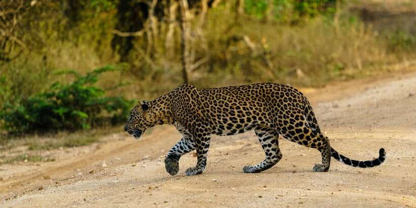 Yala National Park : Full Day Safari(04:30-18:00) - Why the 4:30 AM start matters