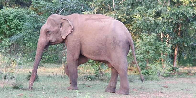 Yala National Park : Full Day Safari(04:30-18:00) - The jeep, group size, and comfort