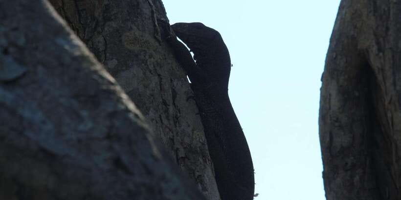 Yala National Park : Full Day Safari(04:30-18:00) - Breakfast, lunch, and the long middle of the day