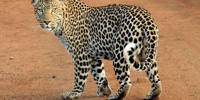 Yala National Park : Full Day Safari(04:30-18:00) - What the guides add to the experience