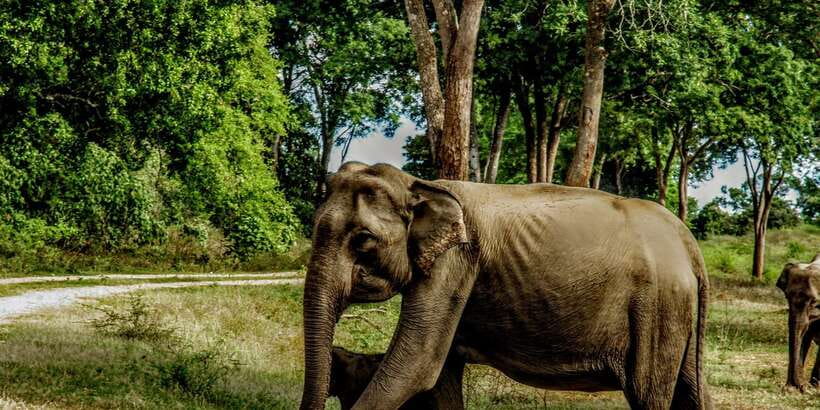 Yala National Park : Full Day Safari(04:30-18:00) - Who should choose this Yala safari?