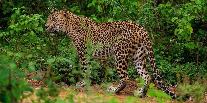 Yala National Park : Full Day Safari(04:30-18:00) - Entering Yala and finding the animals