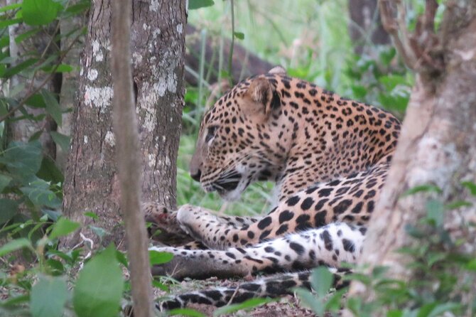 Yala National Park - Full Day Safari (04:30 am - 06:00 pm) - The 4:30 am pickup and road to the gate