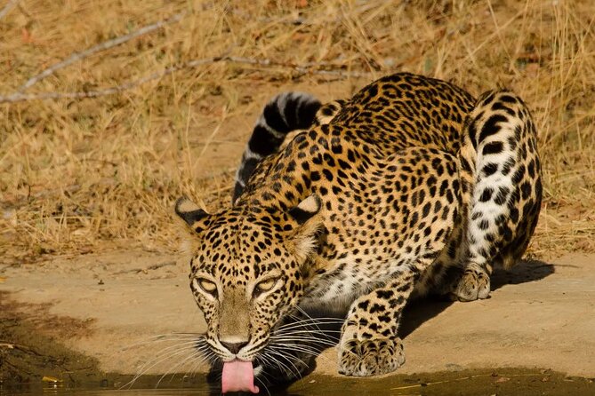 Yala National Park - Full Day Safari (04:30 am - 06:00 pm) - Leopards, elephants, and the smaller surprises