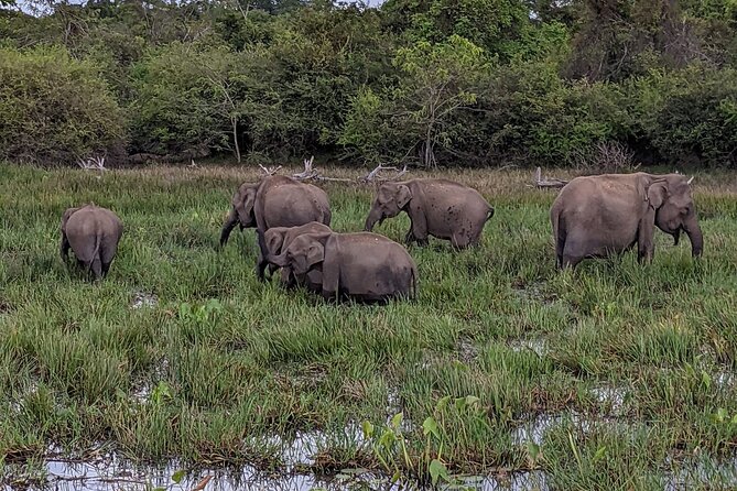 Yala National Park - Full Day Safari (04:30 am - 06:00 pm) - The guide question matters more than the jeep