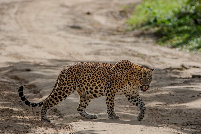 Yala National Park - Full Day Safari (04:30 am - 06:00 pm) - Group size and private jeep arrangements