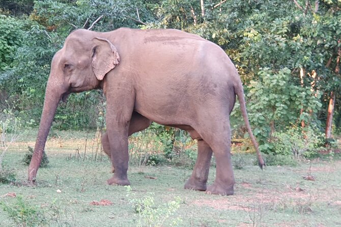 Yala National Park - Full Day Safari (04:30 am - 06:00 pm) - What the $99 price really buys