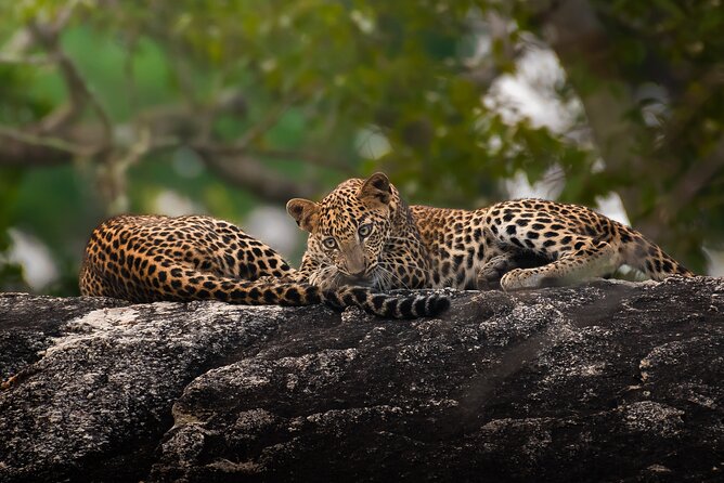 Yala National Park Full Day Safari Tour - Why This Yala Safari Is Worth a Full Day