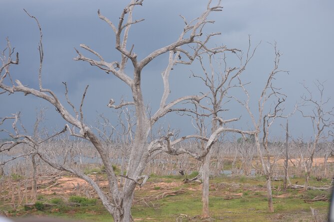 Yala National Park Full Day Safari Tour - Inside the Park: Searching for Yala’s Big Wildlife