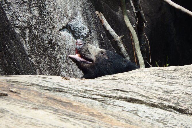 Yala National Park Full Day Safari Tour - The Driver Can Make or Break the Day