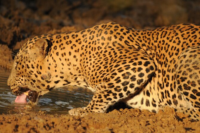 Yala National Park Full Day Safari Tour - Breakfast, Sri Lankan Lunch, and Drinks Included
