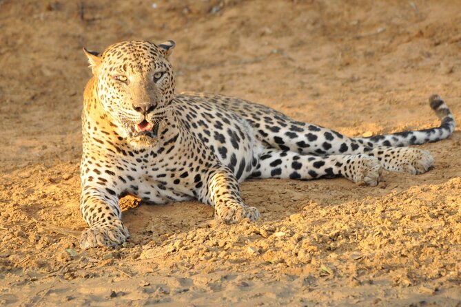 Yala National Park Full Day Safari Tour - What the $96 Price Really Covers