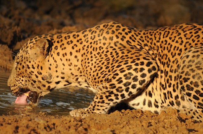 Yala National Park Full Day Safari Tour - Comfort, Fitness, and the Cost of a Long Day