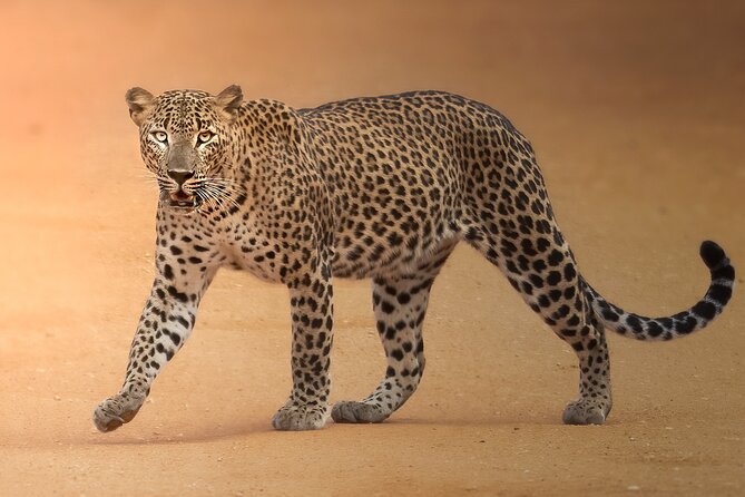 Yala National Park Full Day Safari Tour - Leaving at 4:30 am for Yala National Park