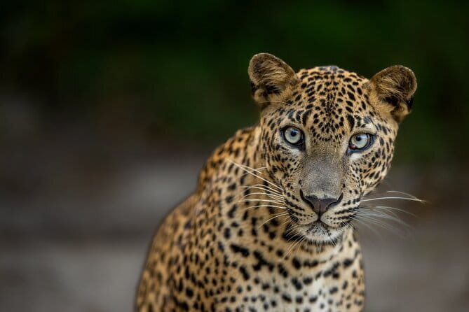 Yala National Park Guided Safaris - Key points at a glance