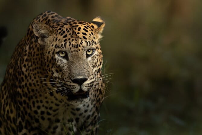 Yala National Park Guided Safaris - A 6:00 am start at Yala’s main entrance