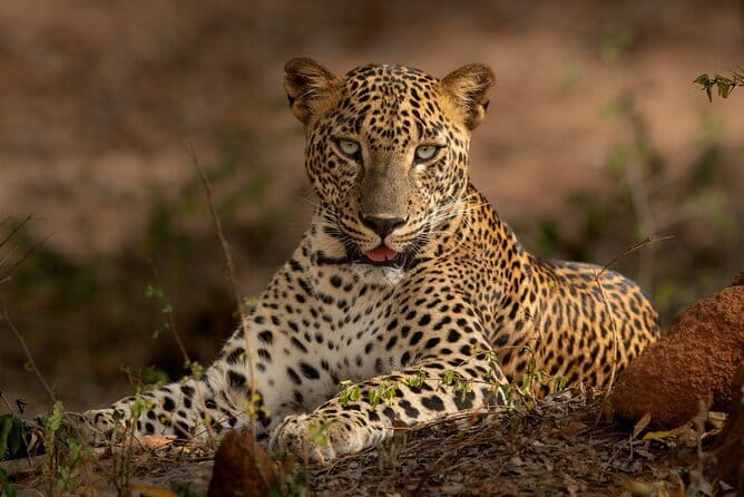Yala National Park Guided Safaris - A private safari with a personal feel
