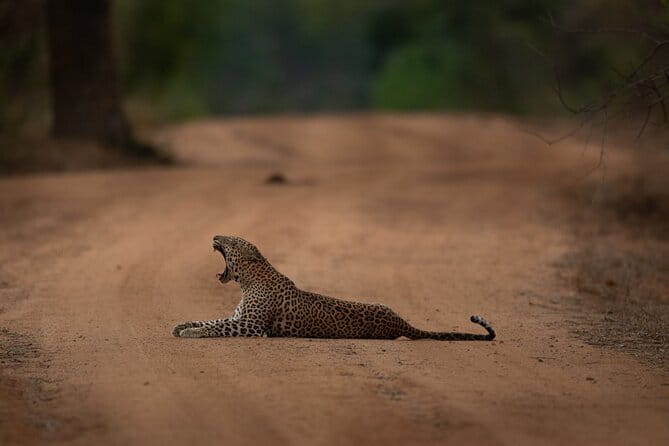 Yala National Park Guided Safaris - Wildlife sightings, including the possibility of leopards