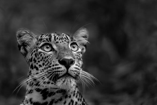 Yala National Park Guided Safaris - What the 12-hour format gives you