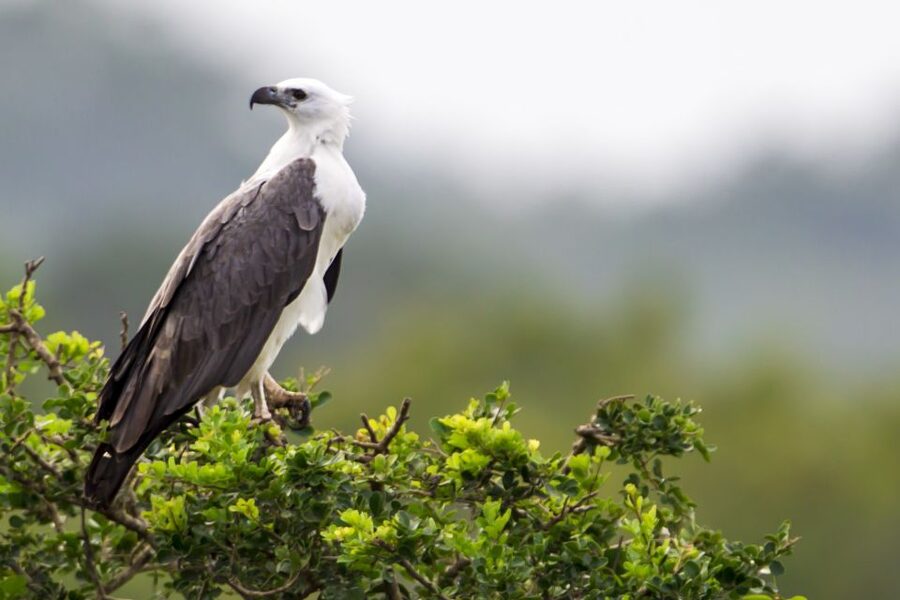 Yala National Park: Half, 7-Hour, or Full-Day Safari & Meals - Comfort, Safety, and What to Pack